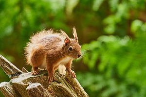 Eichhörnchen