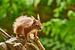 Eichhörnchen von Rene van Dam