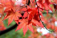 Rode herfst bladeren