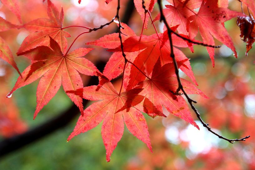 Rode herfst bladeren par Ioanna Stavrakaki