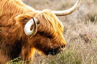 Le Highlander écossais sous le soleil du matin