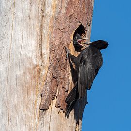 Zwarte specht en jong van Gerrit Kosters