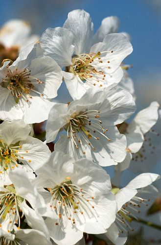 bloeiende kersenboom 1