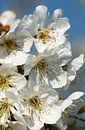 bloeiende kersenboom 1 van George Burggraaff thumbnail