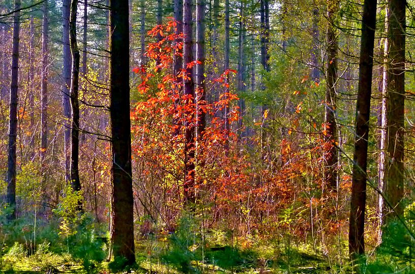 Paardenbos, Soest von Lex Boon