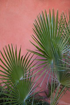 Feuilles de palmier vertes devant un mur rose pastel I Barcelone, Espagne I Été au bord de la Médite