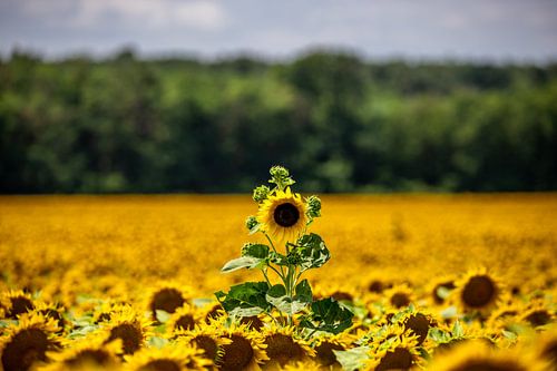 Zonnebloemen bloeien in het veld