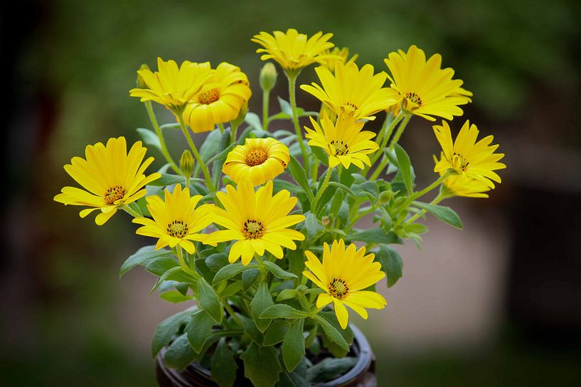 Spanish Marguerite in vase by Robin Jongerden