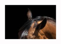 Ears of the horse