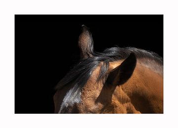 Ears of the horse van Dmm Fotografie