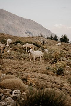 Sheep in the Turkish mountain landscape by Christa Stories