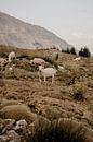 Les moutons dans le paysage montagneux turc par Christa Stories Aperçu