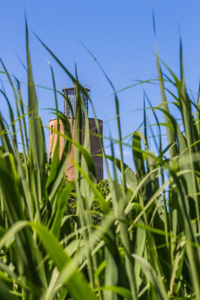 Toren tussen het riet van didier de borle