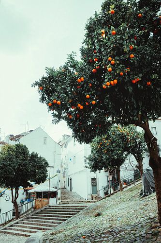 Orange Tree 2 by Iman Azizi