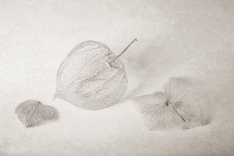 l'art à partir de la nature par Hanneke Luit