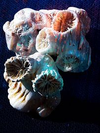 Koraal by Renee Alexandra Serlier