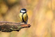 Great tit in autumn colours by Arnoud van der Aart thumbnail