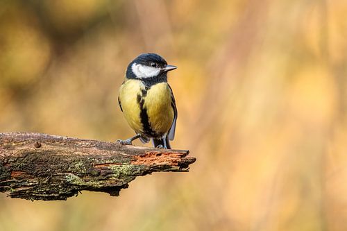 Koolmees in herfstkleuren