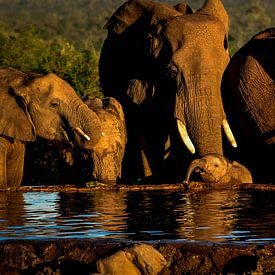 Young Elephant is thirsty by Ronald Huijben