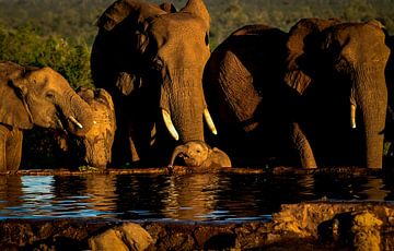 Young Elephant is thirsty by Ronald Huijben