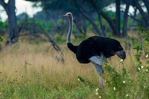 Male Ostrich Walking Through Grassland Savanna