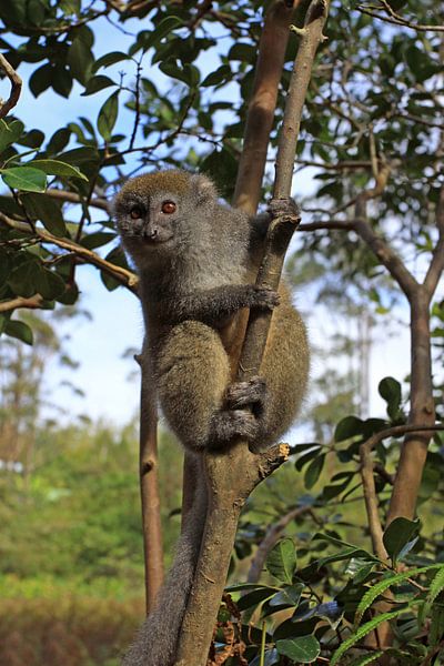 Wolmaki in Madagascar by Antwan Janssen