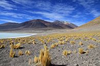 Miscanti lagune bij San Pedro de Atacama van Antwan Janssen thumbnail
