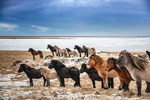IJslandse paarden in de winter. van Ron van der Stappen
