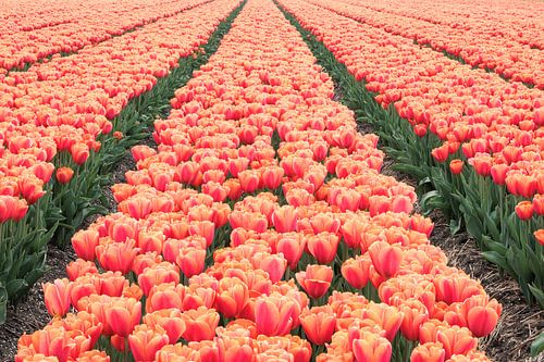 Tulpen - Noordoostpolder Nederland