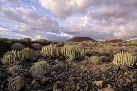 Abendlicht über vulkanischer Landschaft – Kakteen im Südwesten Teneriffas