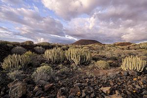Avondlicht boven een vulkanisch landschap – Cactussen in het zuidwesten van Tenerife