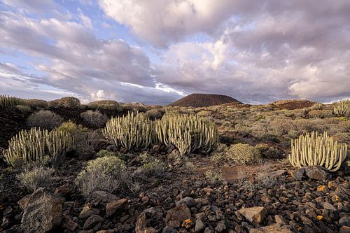 Evening light over a volcanic landscape – cacti in south-west Tenerife