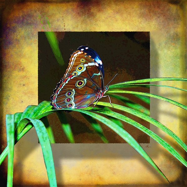 Schmetterling   |   Morpho von Dirk H. Wendt
