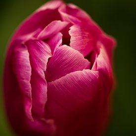 roze tulp van Jovas Fotografie