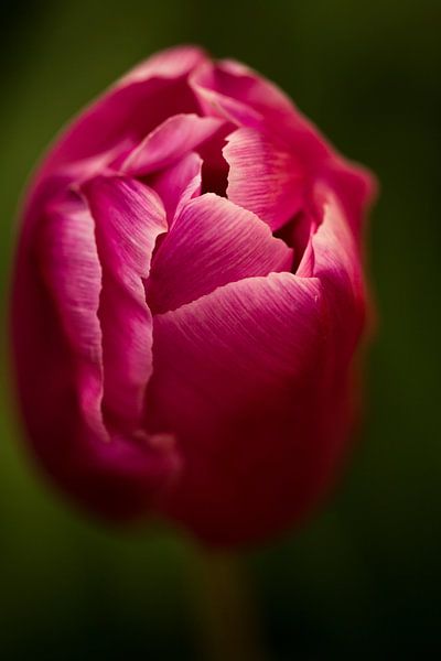 roze tulp van Jovas Fotografie