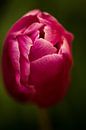 roze tulp von Jovas Fotografie Miniaturansicht