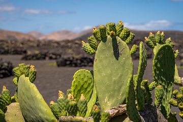 Cactus 1 by Nuance Beeld