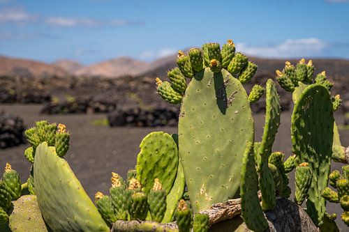 Cactus 1