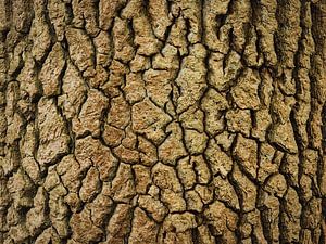 Labyrinthe naturel – Écorce d'arbre abstraite dans des tons chauds de terre
