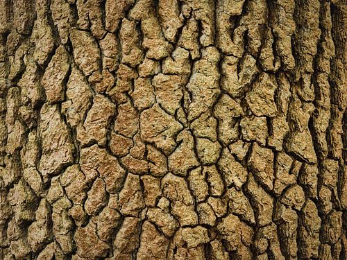 Natürliches Labyrinth – Abstrakte Baumrinde in warmen Erdtönen von Saranda in t Veld Fotografie