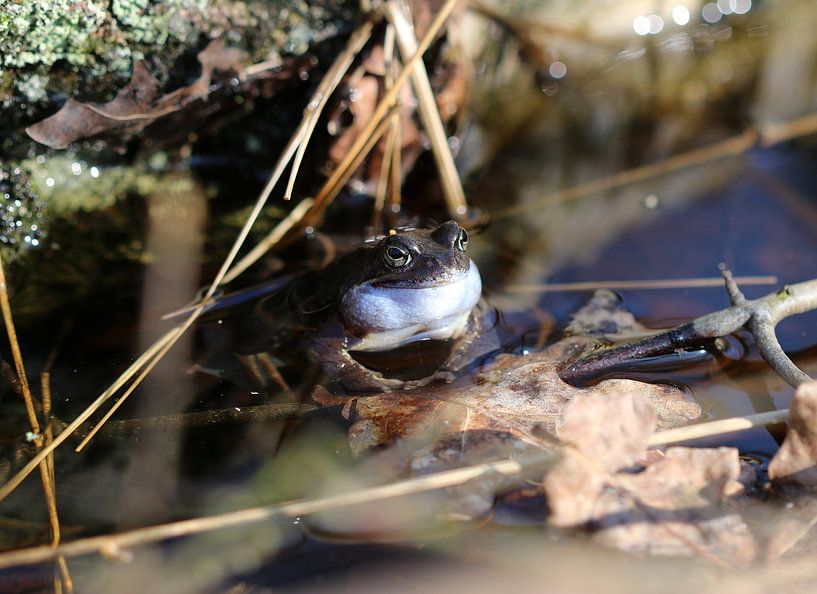 Grenouille des marais par Matthias Brix