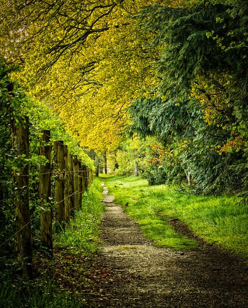 Schöne kleine Gasse in "Het Gooi" von Pascal Raymond Dorland