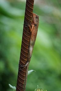 kameleon op ijzeren staaf von Bart Cornelis de Groot