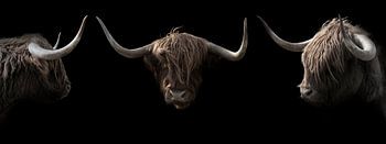 Schotse Hooglanders 3 portretten