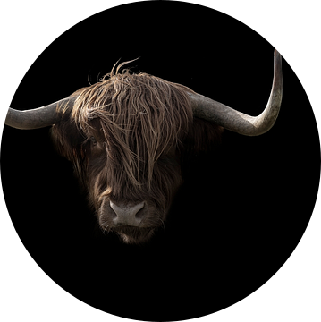 Schotse Hooglanders 3 portretten van Humphry Jacobs