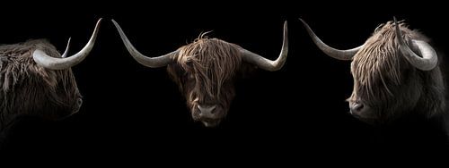 Schotse Hooglanders 3 portretten van Humphry Jacobs