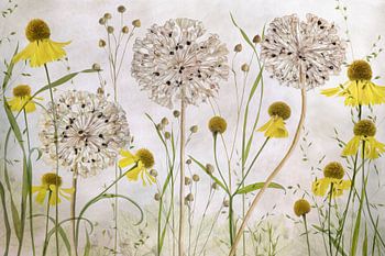 Allium und Helenium