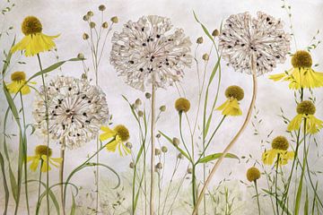 Alliums and heleniums, Mandy Disher by 1x