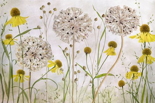 Alliums and heleniums, Mandy Disher