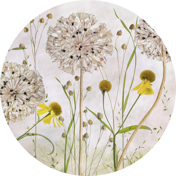 Alliums en heleniums van Mandy Disher